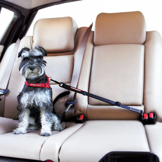Why a Clip-In Dog Harness is Essential for Safe Travel