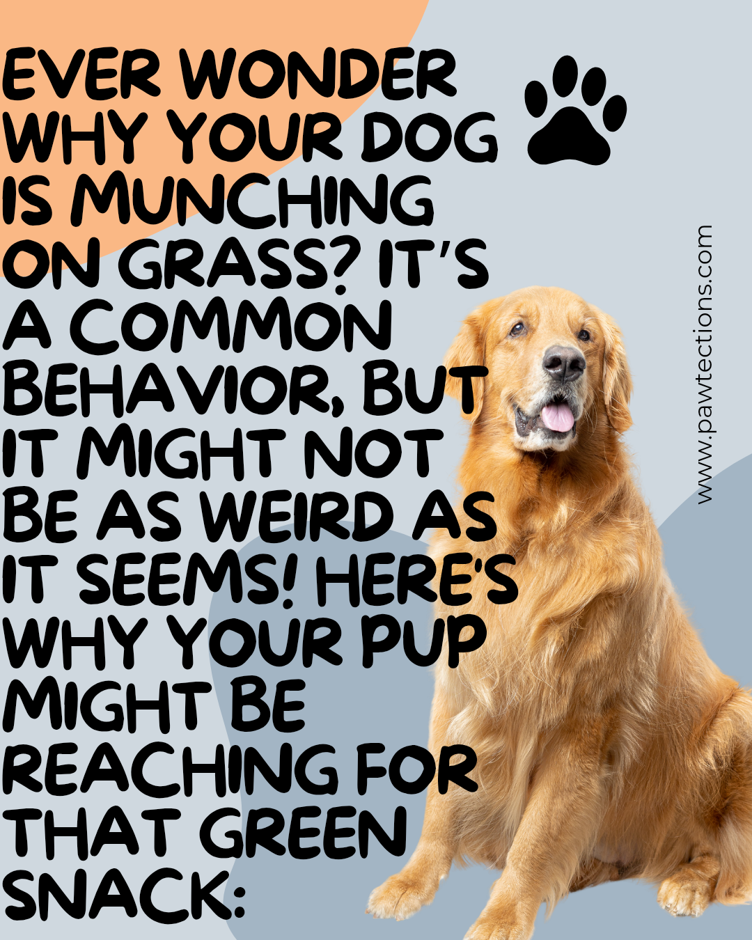 Why Do Dogs Eat Grass? Understanding Your Pup’s Green Habit