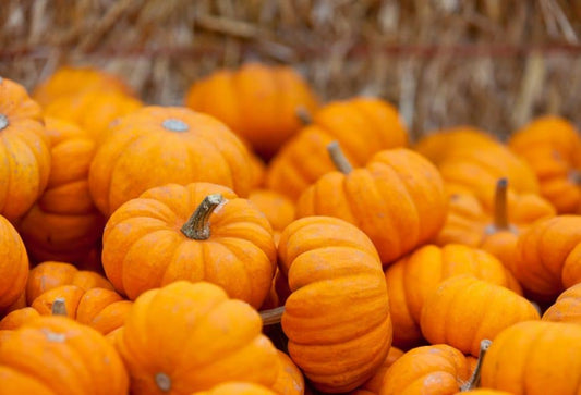 Pumpkin & Cranberries: Superfoods for Your Dog’s Health
