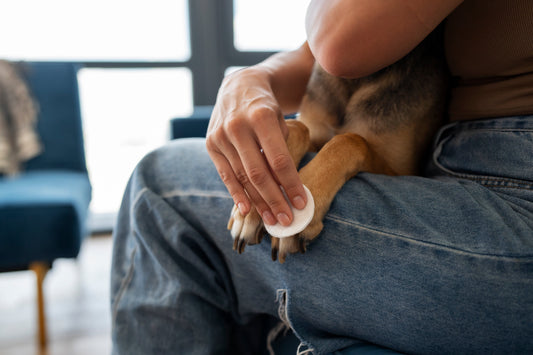 Why Trimming Fur on Your Dog’s Paws Matters (And How It Helps!)