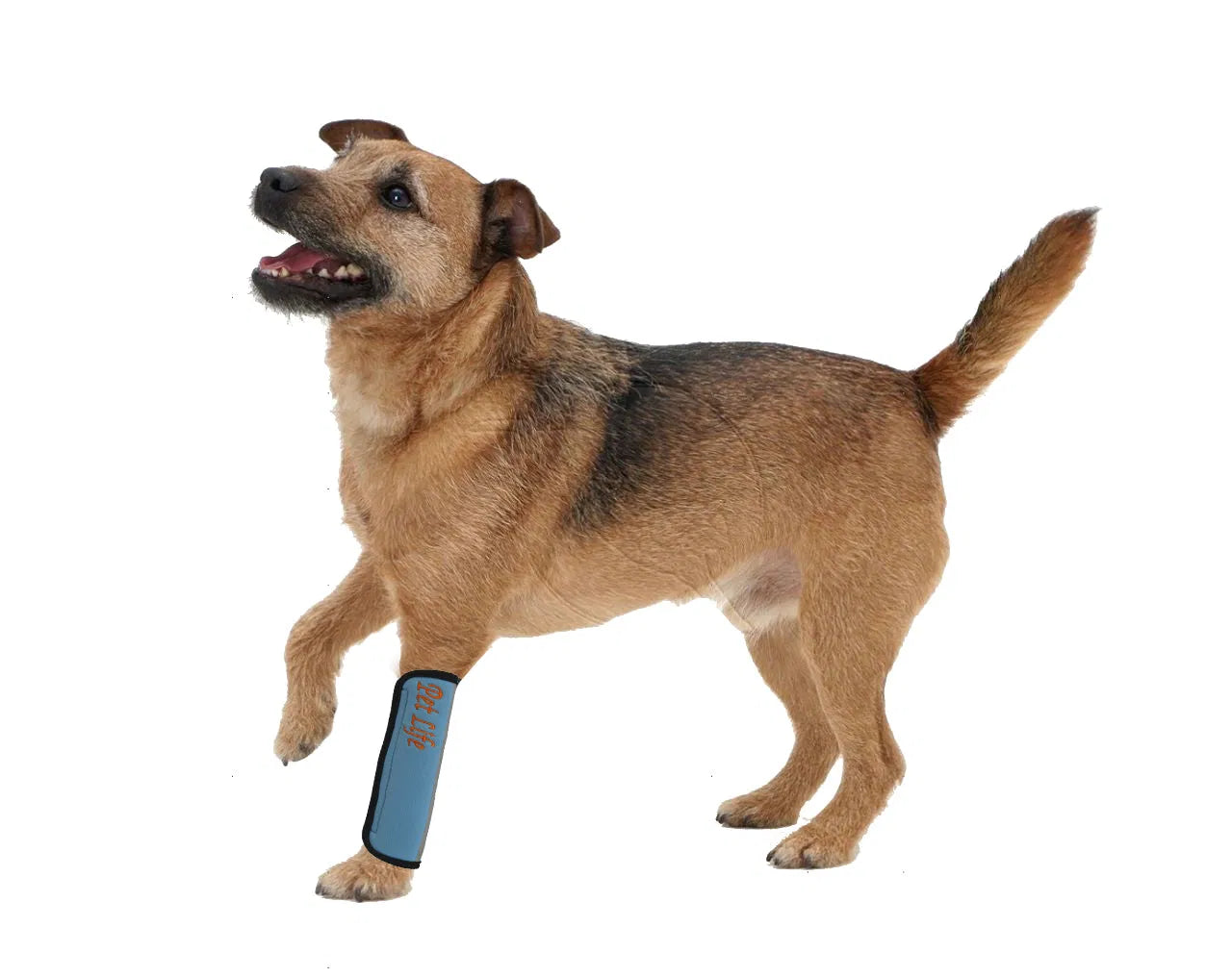 Reflective Dog Joint Support Sleeves – Mobility Aid & Safety Protection