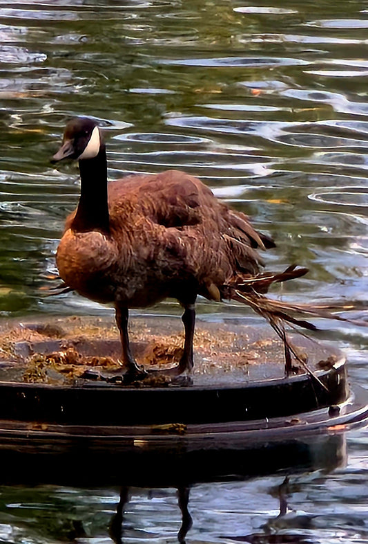 🦢 I Saw a Goose with a Broken Wing — And It Changed How I Feed Birds at the Park