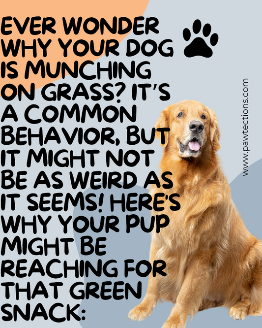 Why Do Dogs Eat Grass? Understanding Your Pup’s Green Habit