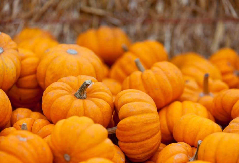 Pumpkin & Cranberries: Superfoods for Your Dog’s Health