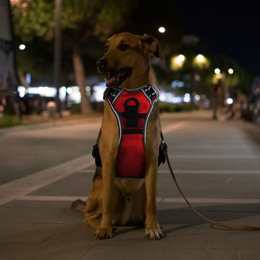 Night Beacon LED Dog Harness – Illuminate Every Walk, Protect Your Pup